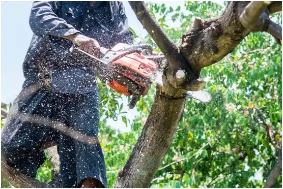 tree services Fort Duchesne